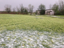 В Краснодарском крае град выбил посевы на площади в сотни га