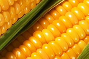 «День поля кукурузы и подсолнечника 2015» пройдет 20 августа в Краснодарском крае