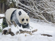 Гигантская панда родила двойню в зоопарке