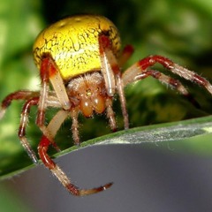Ядовитый паук Желтый Сак нападает на женщин