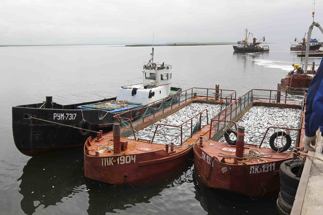 Впервые в истории пройдут торги на рыбной бирже Сахалина