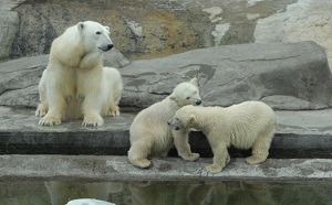 Нефтяники сначала изучат белых медведей, а потом приступят к освоению Арктического шельфа
