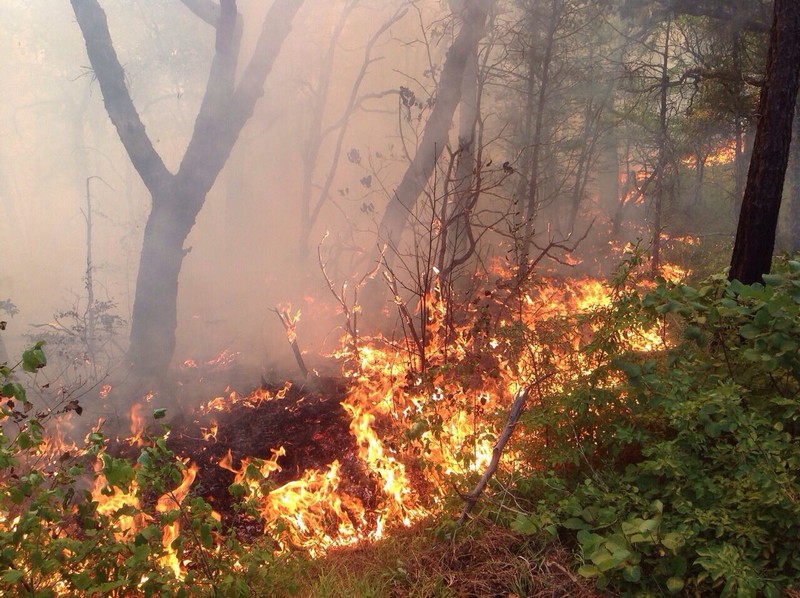 В горах Новороссийска и Геленджика минувшей ночью горел лес