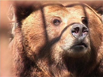 На газовый Ямал надвигаются агрессивные медведи