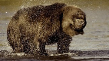 Бурый медведь в Хабаровске ворвался в торговый центр и устроил погром