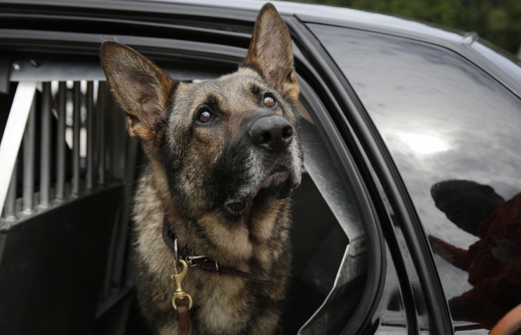 За лай на полицейскую собаку полузащитнику NFL Армстронгу грозит 7 лет тюрьмы