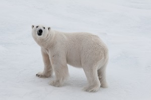 На Чукотке началась проверка по факту убийства белого медведя на острове Врангеля