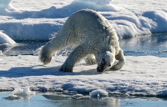 МВД проверит информацию о жестоком убийстве белого медведя в Арктике/ФОТО/