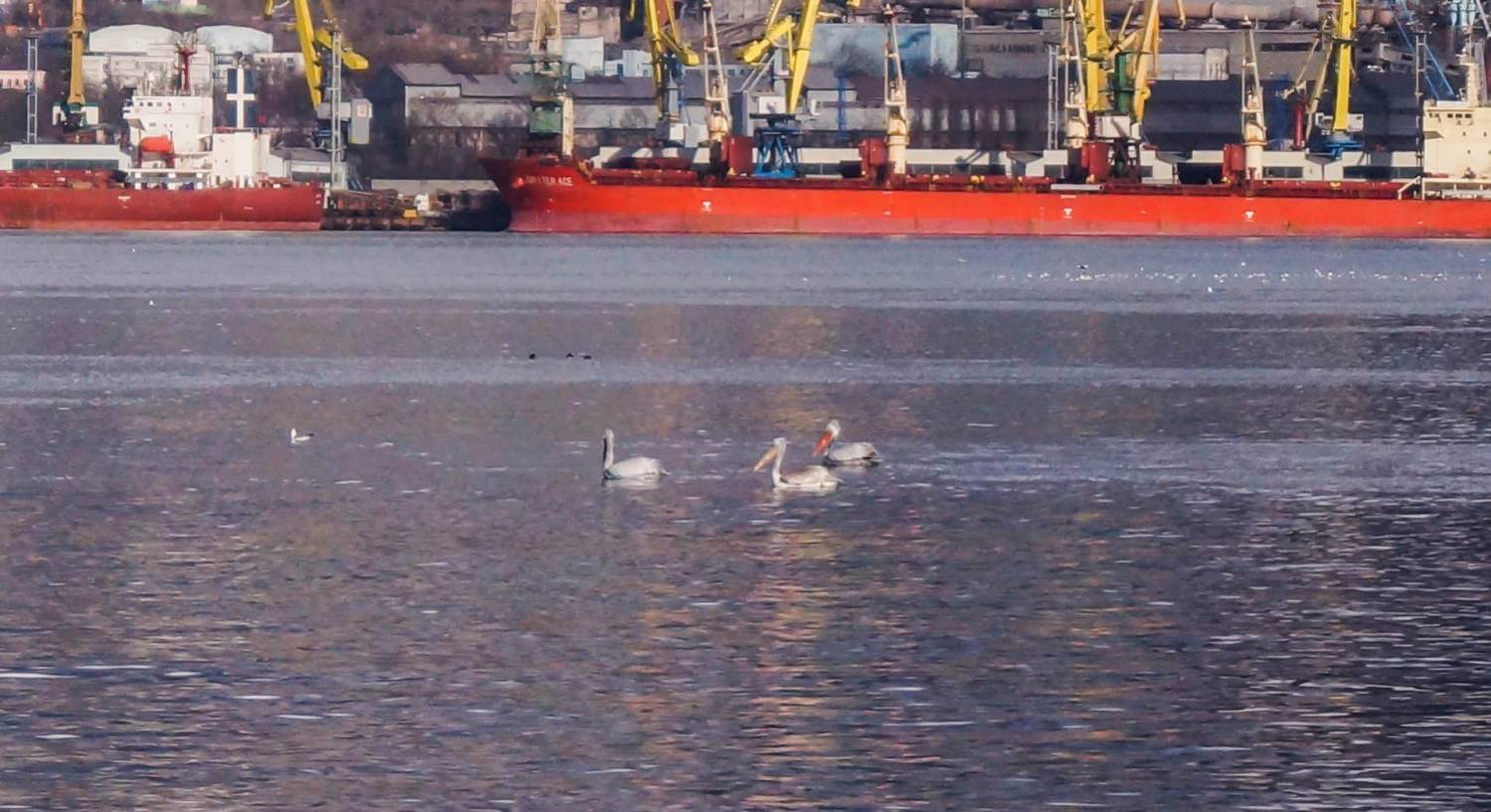 В Цемесскую бухту первые в этом году прилетели пеликаны/ФОТО/