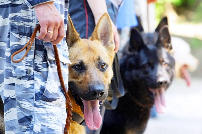 В Сочи прошли переподготовку 40 полицейских служебных собак