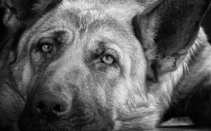 В Краснодаре полицией возбуждено уголовное дело по факту отстрела собак
