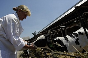 Каждый фермер на Кубани, производящий молоко, получит субсидии