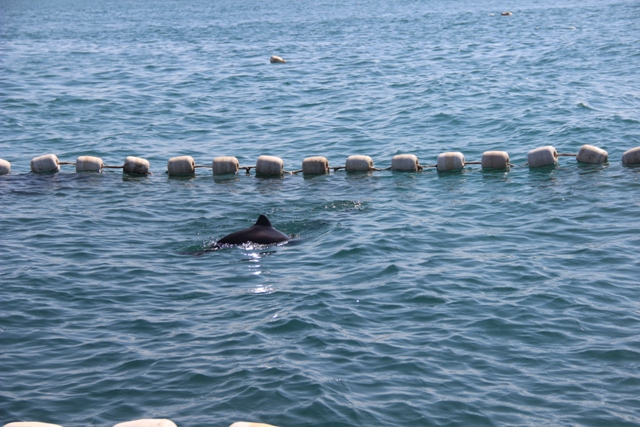 В Имеретинской бухте спасатели освободили из сетей двух дельфинят /ФОТО/