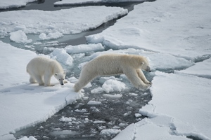 Специалисты «Роснефти» отследили маршрут передвижения белых медведей