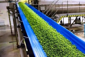 Производство второго миллиона банок зеленого горошка -2016 начала Кубань