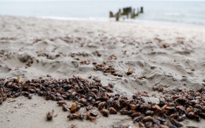 На побережье Балтийского моря лежат миллионы мертвых майских жуков