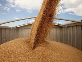 Первые 500 тысяч тонн зерна урожая - 2015 собрали на Кубани