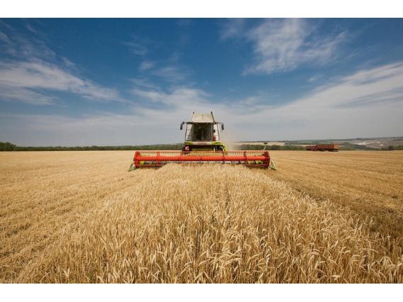 Кубань: начался сбор зерновых в счет 3 млн тонн