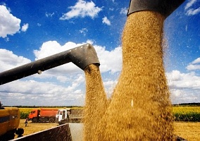 Более 9 млн т зерна уже намолотили на полях Кубани