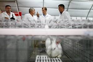 В Брюховецком районе Кубани создается крупнейшая в России кролиководческая ферма