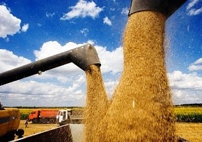 Урожай зерновых в РФ в 2016 году составит не менее 110 млн т