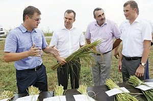 Кубань полна решимости собрать в этом году 1 млн т риса