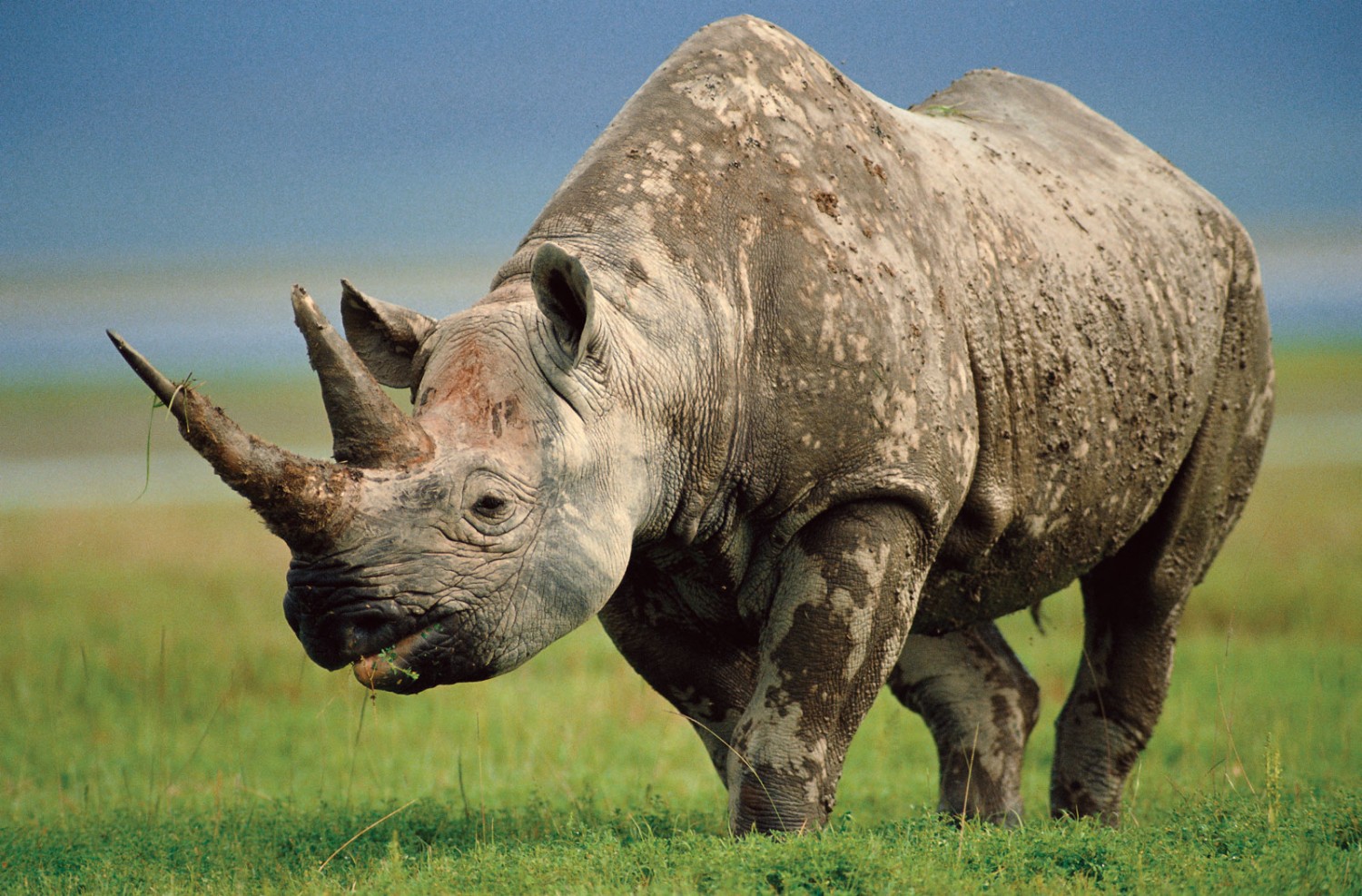 Чтобы остановить отстрел носорогов, в Зимбабве спилят рога 700 носорогам