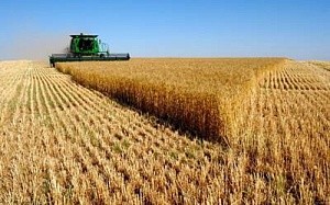 На полях России ожидается беспрецедентный урожай зерна