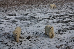 Стая белых медведей парализовала работу метеостанции о. Тройной в Карском море