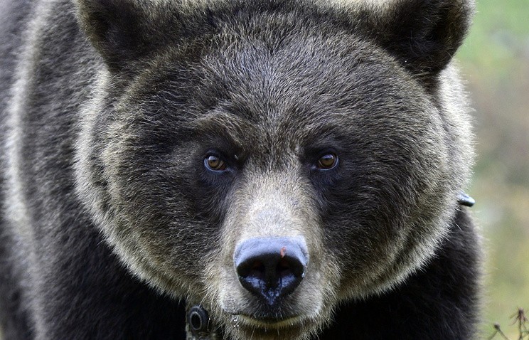 В результате нападения медведя в Якутии пропал геолог