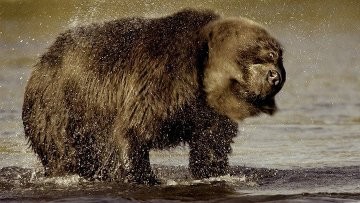 Смелый спутник туристки смог отогнать напавшего на нее медведя