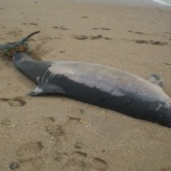 СМИ: На пляжи Черноморского побережья в районе Сочи выбросило несколько дельфинов