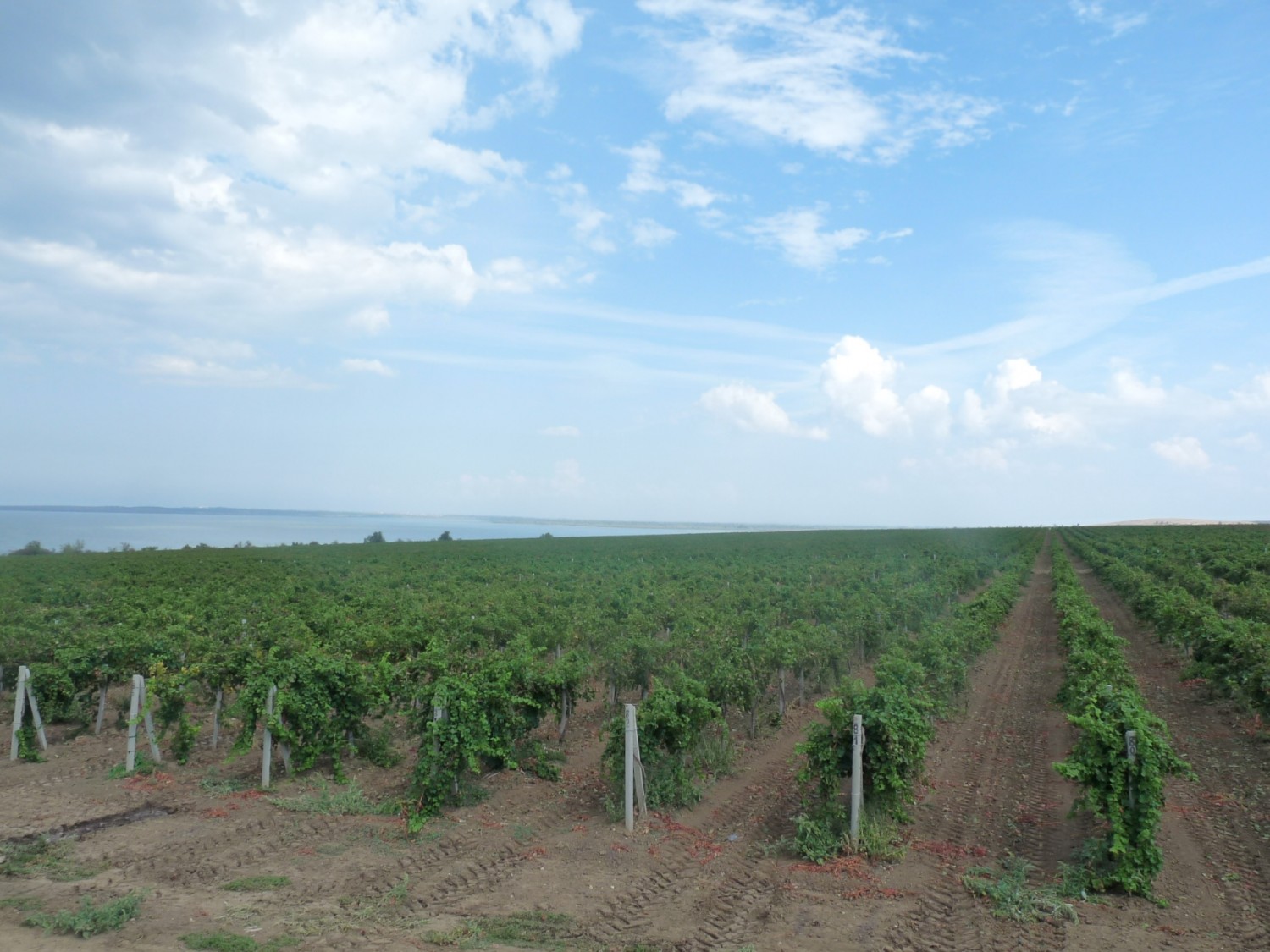 Кубанские виноградари собрали рекордный урожай