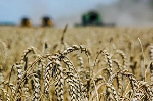 На Кубани сбор зерновых составил почти 15 млн тонн