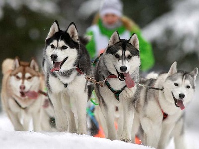 В Новый год на собачьей упряжке можно будет прокатиться в горах Сочи