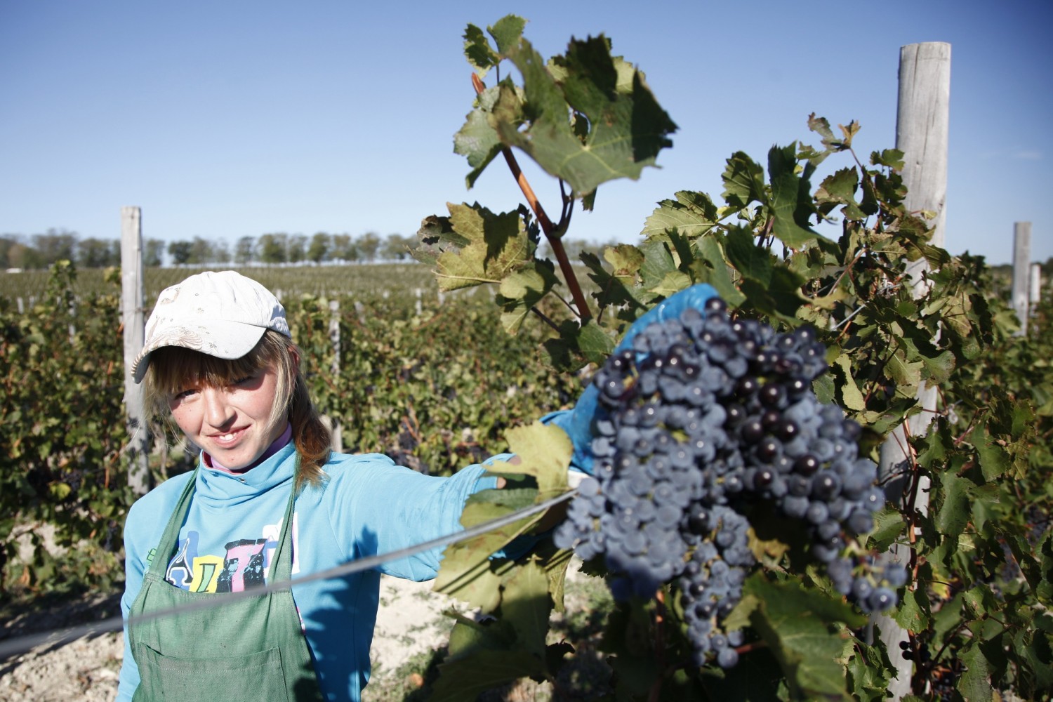 В Краснодарском крае впервые появится базовый виноградный питомник