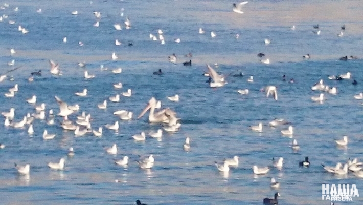 В Новороссийскую бухту, где в новогодние каникулы сильно штормило, прилетели на зимовку пеликаны
