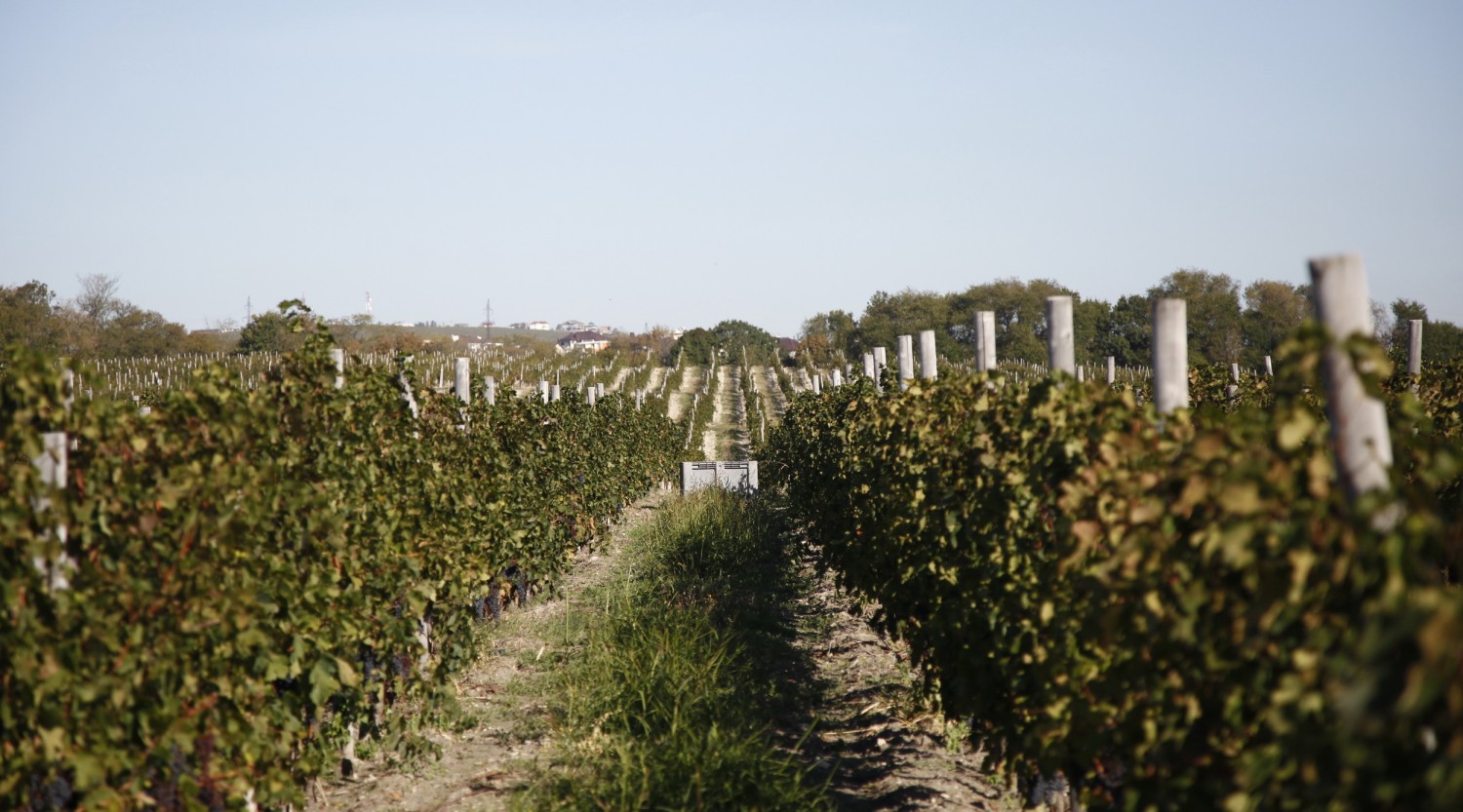 Кубань в 2016 году произвела 13 млн декалитров виноматериалов из местных сортов винограда