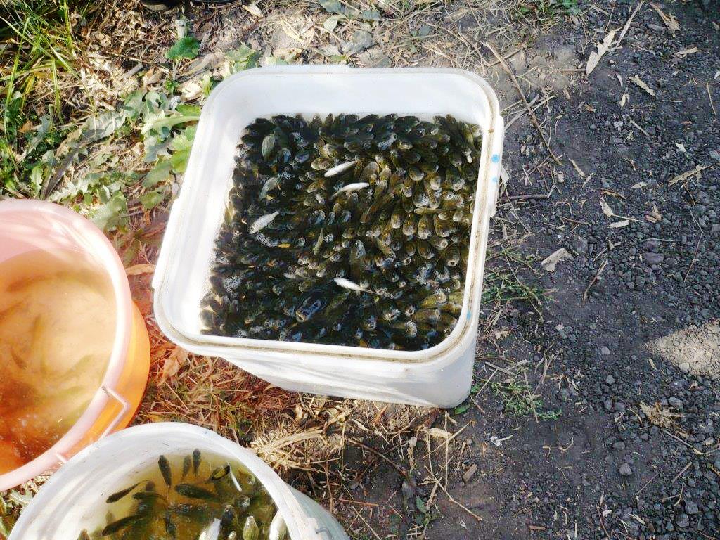 В рамках Года экологии АО «Черномортранснефть» пополнит рыбные запасы реки Кубань