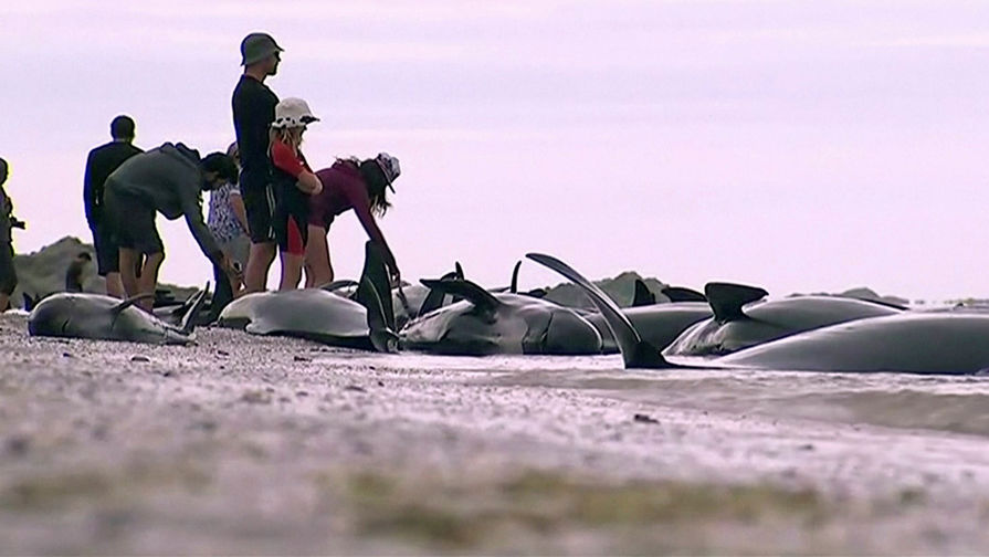 Около 400 черных дельфинов выбросились на берег в Новой Зеландии