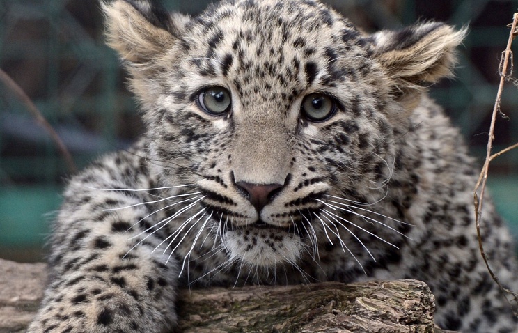 На территории заповедника за леопардами, выпущенными в природу из сочинского центра реинтродукции, станут следить 66 фотоловушек