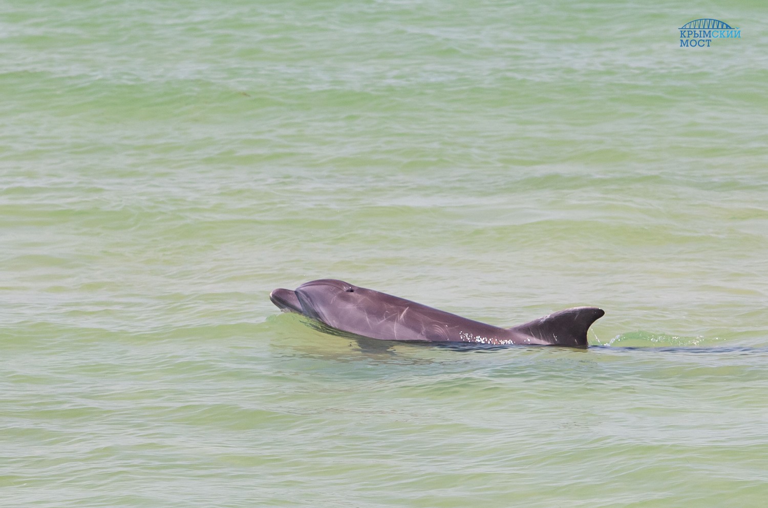 Строительство моста в Керченском проливе способствует росту численности дельфинов
