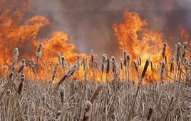 На Кубани с начала года зарегистрировано 445 случаев загораний сухой травы, стерни и камыша