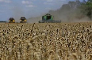 В Краснодарском крае уже на 1 млн т побит рекорд 2014 года по уборке зерна