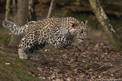 В Сочи 29 июля самолетом из Франции доставят леопарда по кличке Симбад