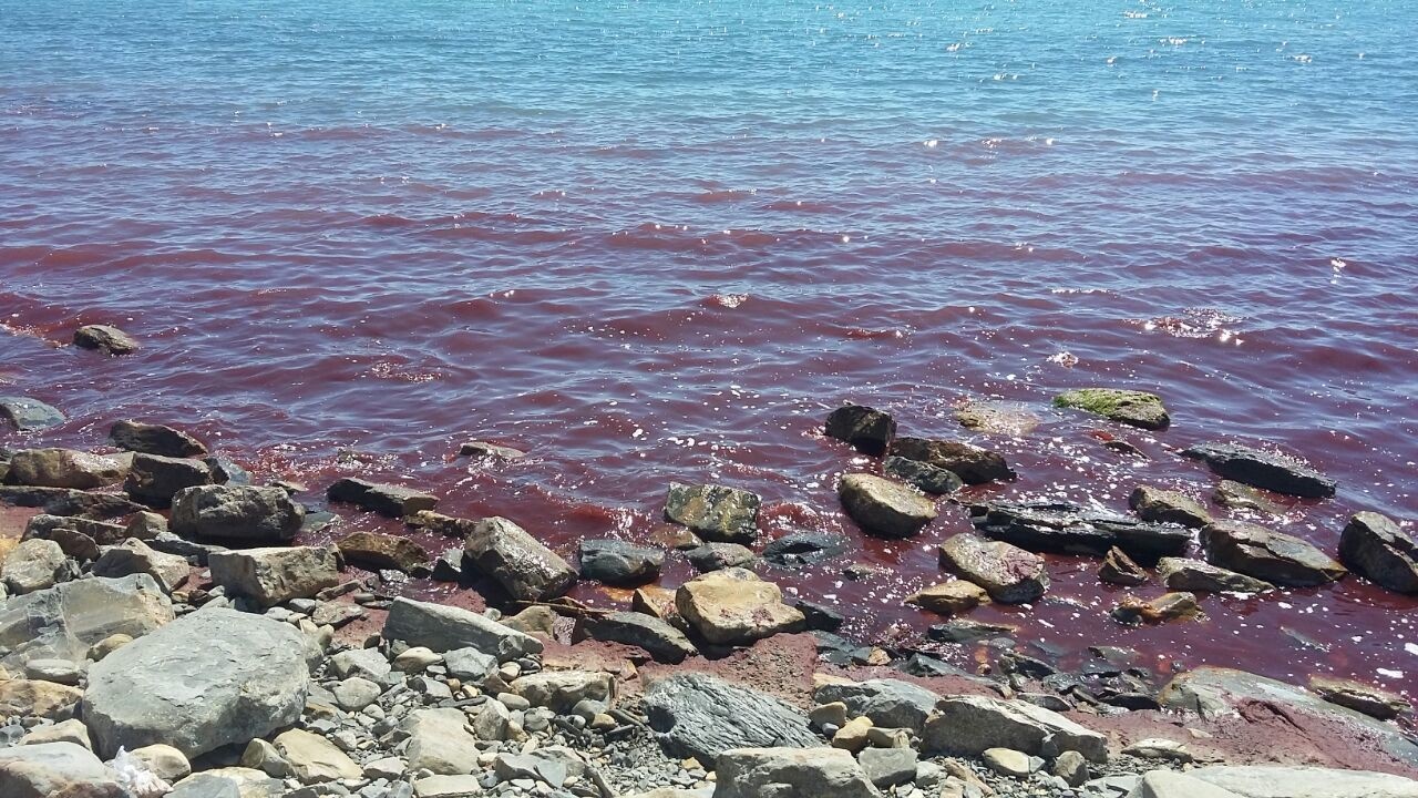 Активисты ЮЭФ обнаружили загрязнение морской воды у берегов Анапы