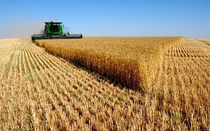 На Кубани начали уборку озимой пшеницы
