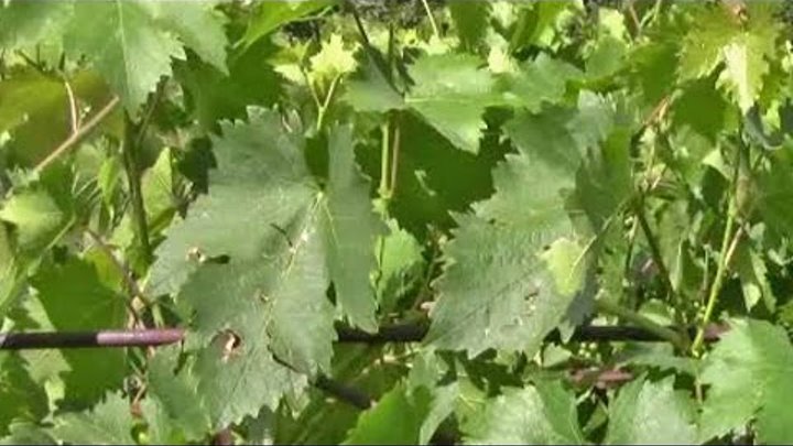 Град, прошедший 7 июля в Темрюкском районе на Кубани, повредил более 1600 га виноградников