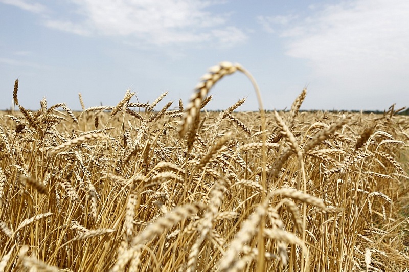 С начала уборки 2017 Кубань собрала более 7,5 млн т зерна