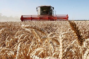 Кубань: есть более 10 млн т зерна урожая-2017